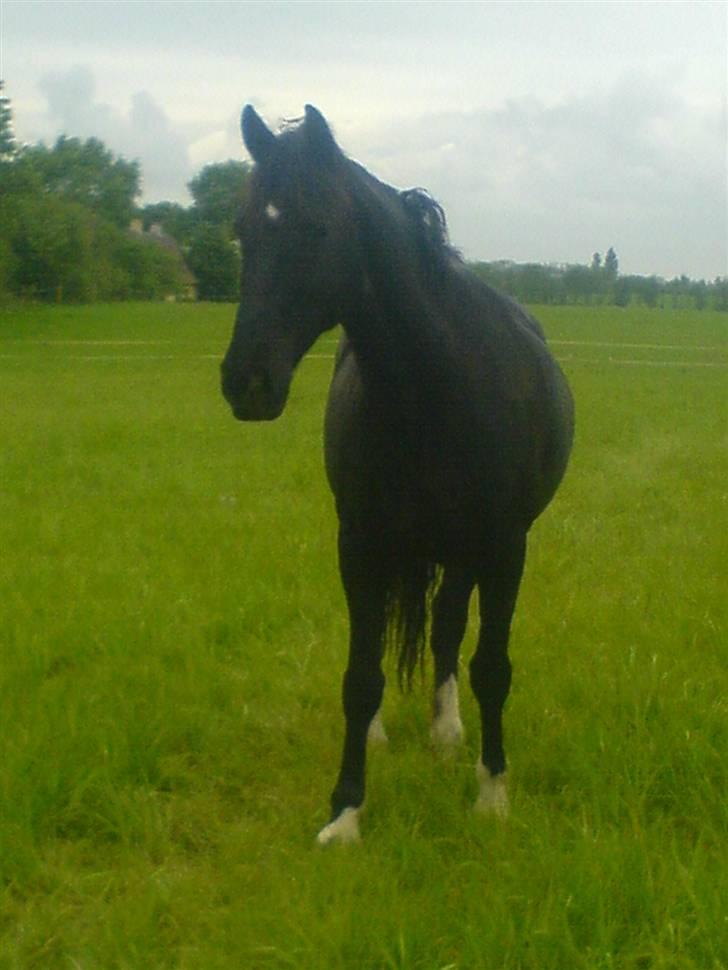 Hackney Miss Charmeur Shadow - Puha min tykke græsmave(: billede 10