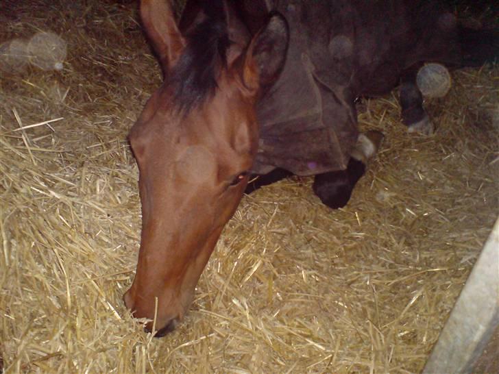 Anden særlig race Daphvemke - Haffelaffen sover :) billede 20