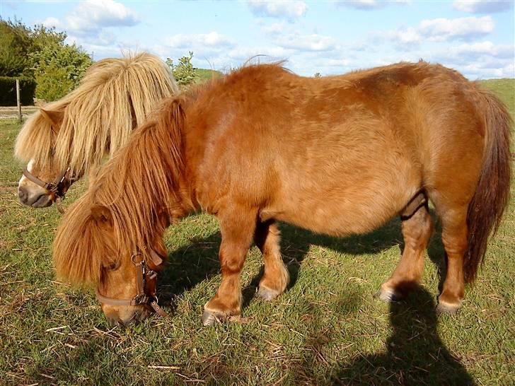 Shetlænder Rasmus - Se hvor fin skinnende jeg er om sommeren .. billede 6