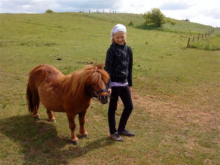 Shetlænder Rasmus - Under tilridning - Lisa holder mig .. :D billede 7
