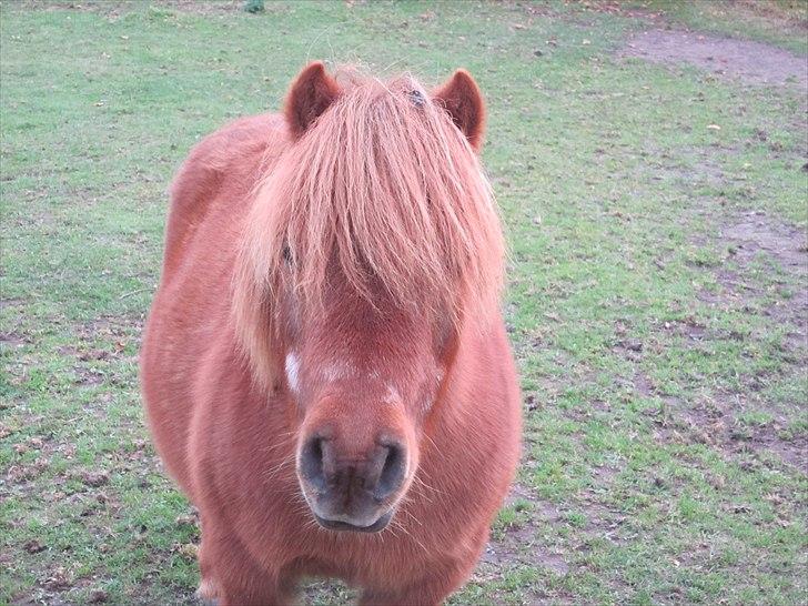 Shetlænder Rasmus - oktober 2010 ;-) billede 8