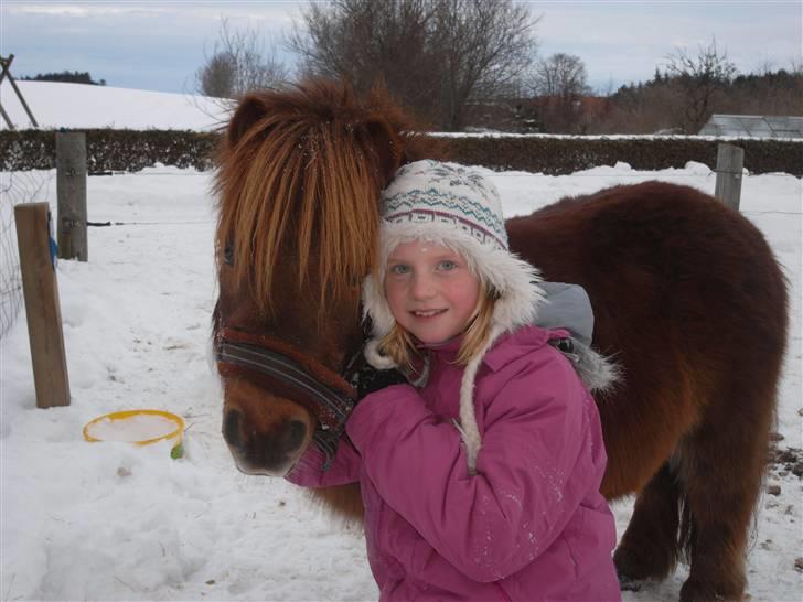 Shetlænder Rasmus - Rasmus og Camilla = bedste venner :D <3 billede 9