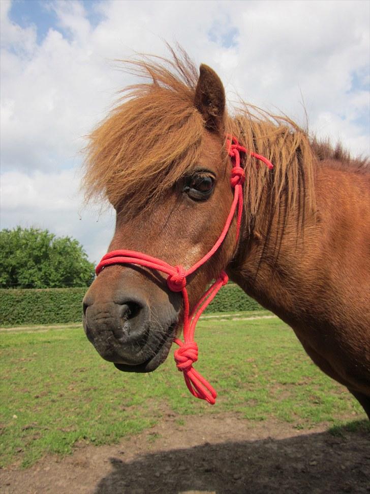 Shetlænder Rasmus - Rasmus med min hjemmelavede rebgrime :D billede 10