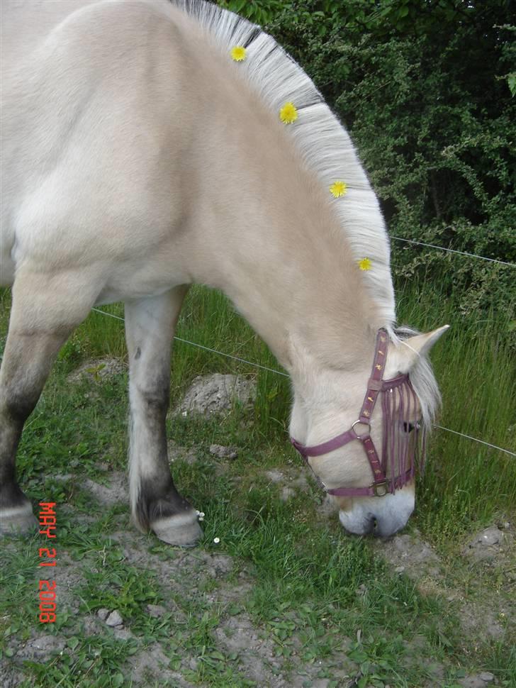 Fjordhest Tamra ~ Pensioneret ~ Rip min smukke engel - Bare lidt mælkebøtter i manen så ser man ud som en mil :) (billedet er taget i magretelunden) billede 9