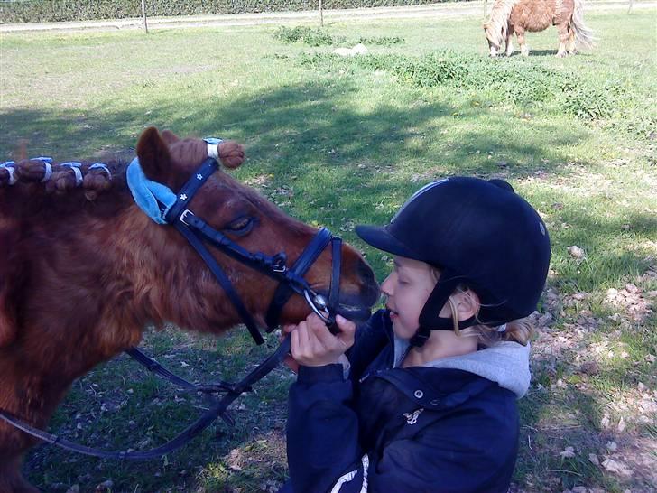 Shetlænder Rasmus - Lisa kysser Rasmus :) billede 11