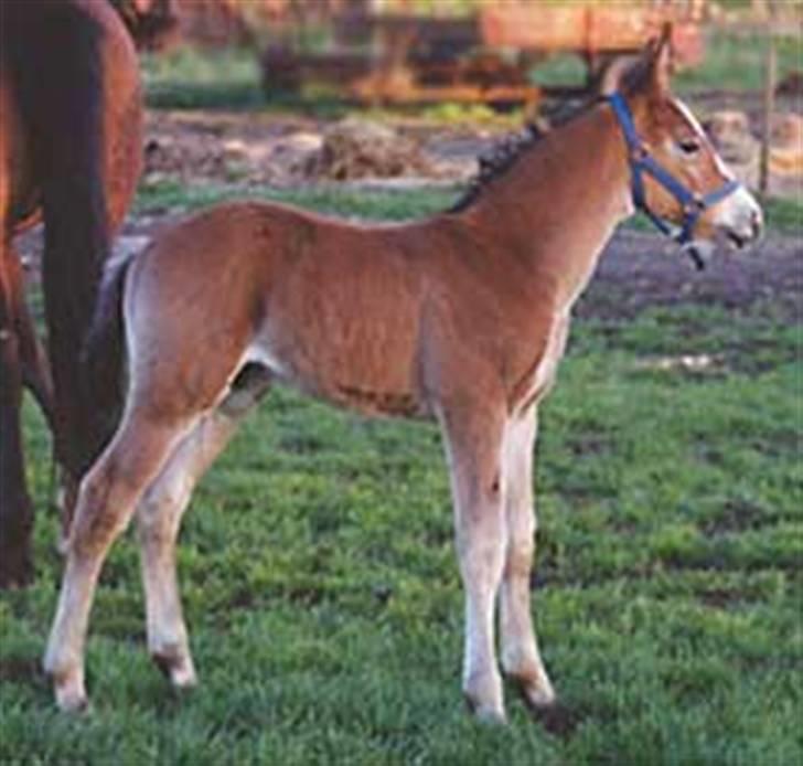 Oldenborg Møllestedets Highlight HIMMELHEST - Her er han et par dage gammel billede 2