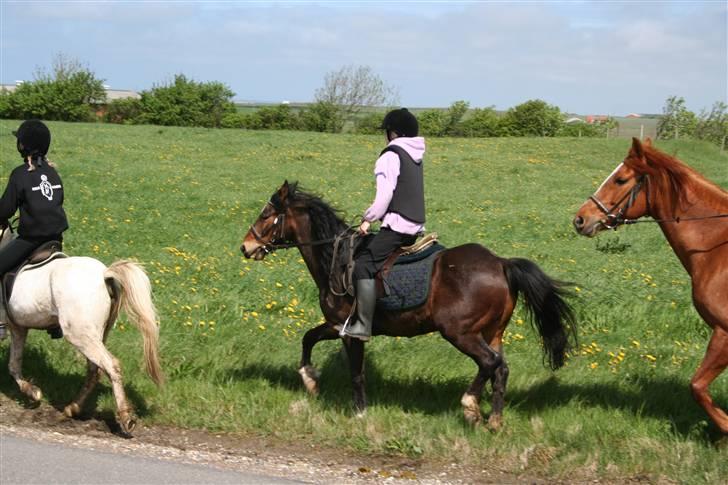 Welsh Pony af Cob-type (sec C) Smokie billede 8