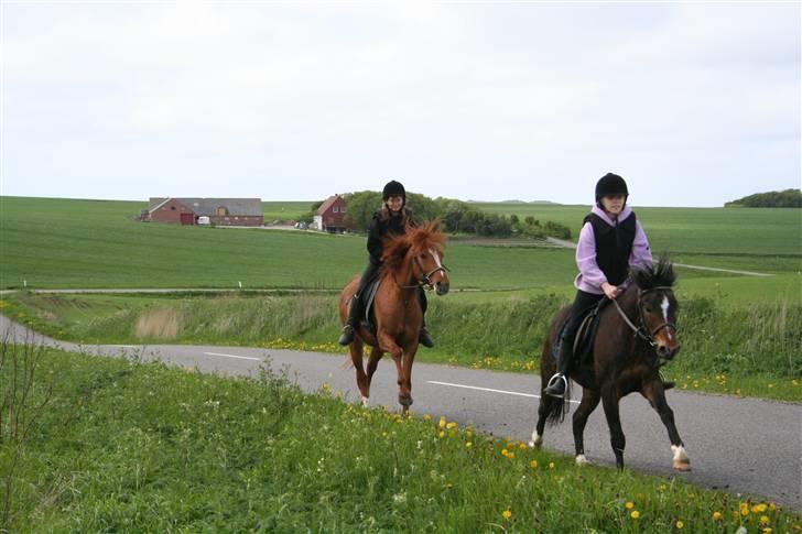 Welsh Pony af Cob-type (sec C) Smokie billede 10