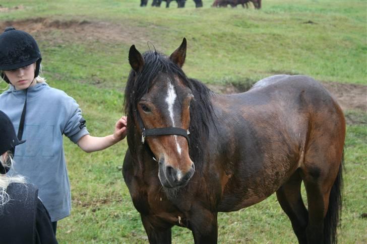 Welsh Pony af Cob-type (sec C) Smokie billede 13