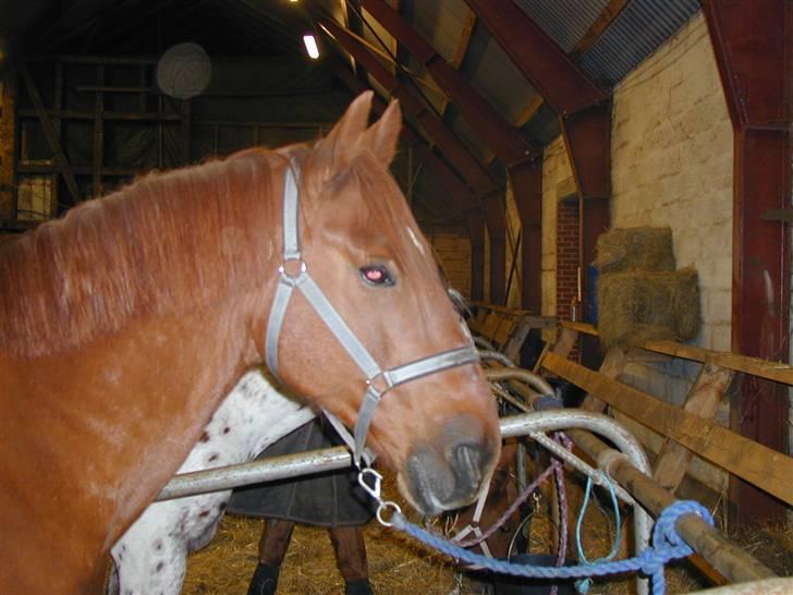 Anden særlig race Stald Gipsys Bandit billede 8