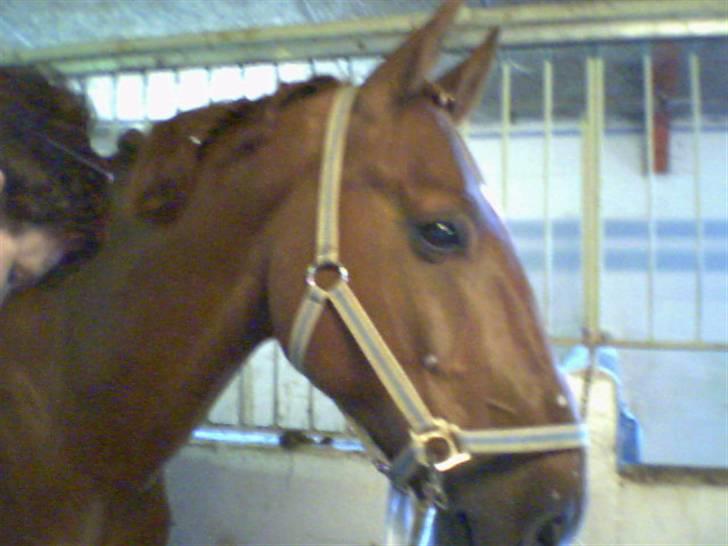 Anden særlig race Stald Gipsys Bandit billede 9