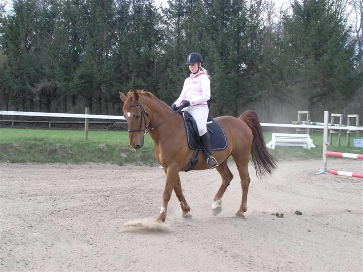 Anden særlig race Stald Gipsys Bandit billede 10