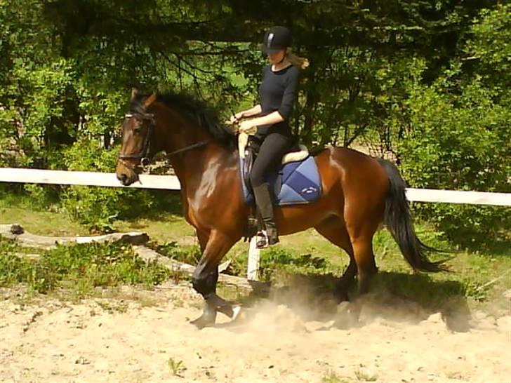 Oldenborg Callisto - Den første sommer med rytter på ryggen. billede 4