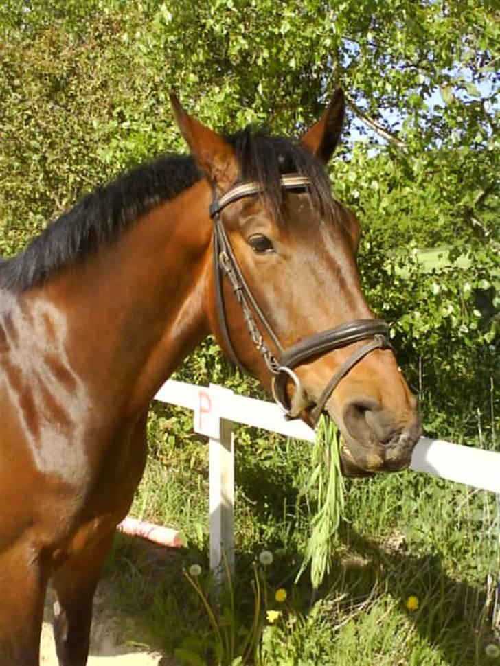 Oldenborg Callisto - Nej hvem bemærker også lidt græs i mundvigen?? billede 5