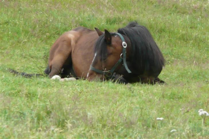 Welsh Pony af Cob-type (sec C) Smokie billede 14