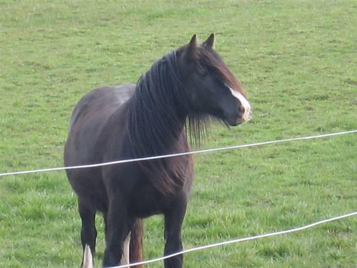 Tinker Troldhøjgaards Funny billede 14