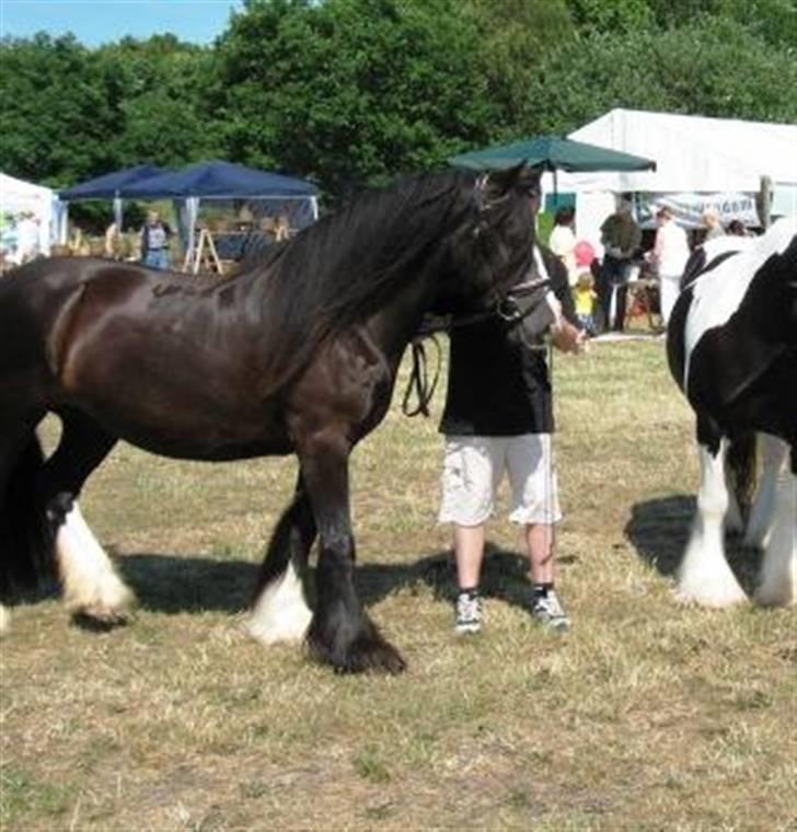 Tinker Troldhøjgaards Funny - Dyrskue 2007 billede 15