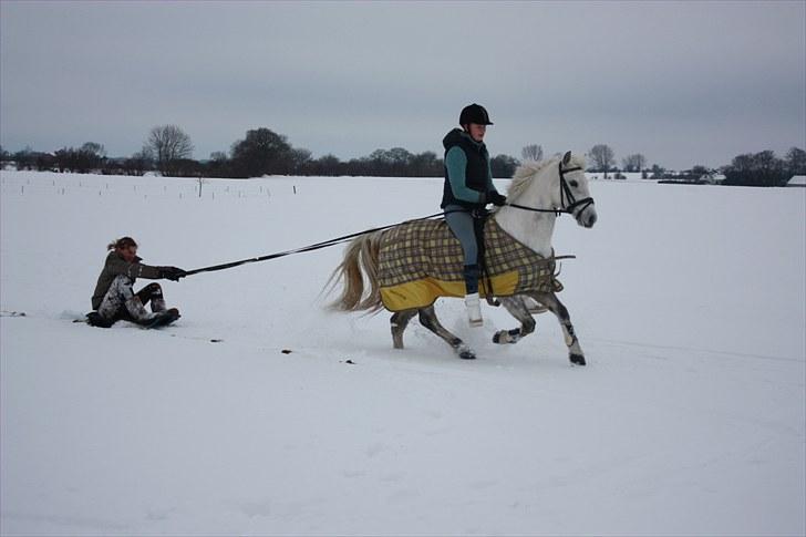 DSP Asgogårds Splint - Splint kan alt!  billede 17
