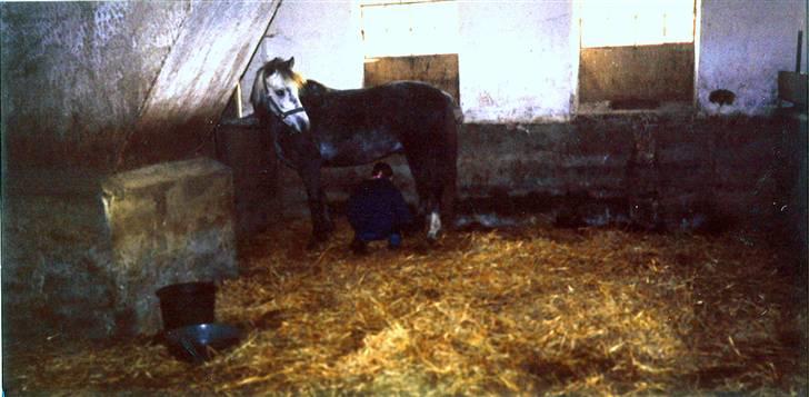 DSP Asgogårds Splint - Et meget gammelt billed, havde lige fået ham (:  billede 18