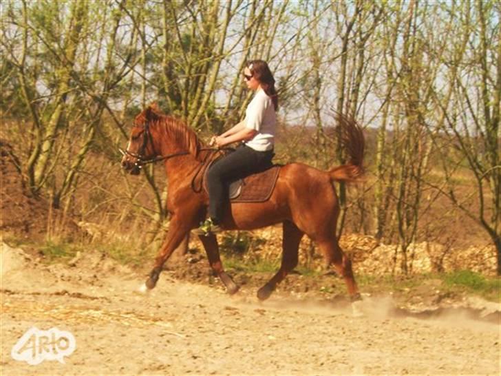 Sportsaraber (A) Zag  - nina der rider. & min smukke zag:D:D billede 14