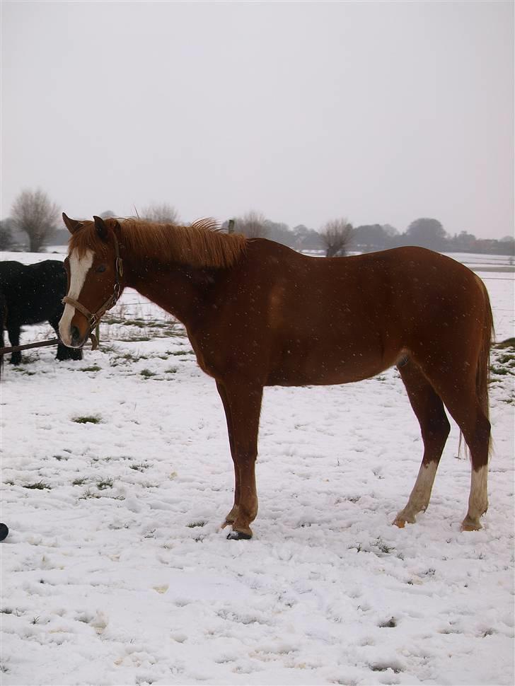 Anden særlig race Passir - Vinter 09 | Foto: Helle Krogh billede 1