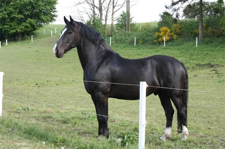 Anden særlig race Diego  - Diego på græs maj 2008 billede 10