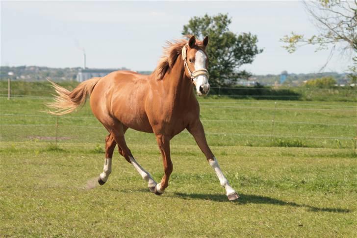 Anglo Araber (AA) Lille Daugårds Hekla <33 billede 3