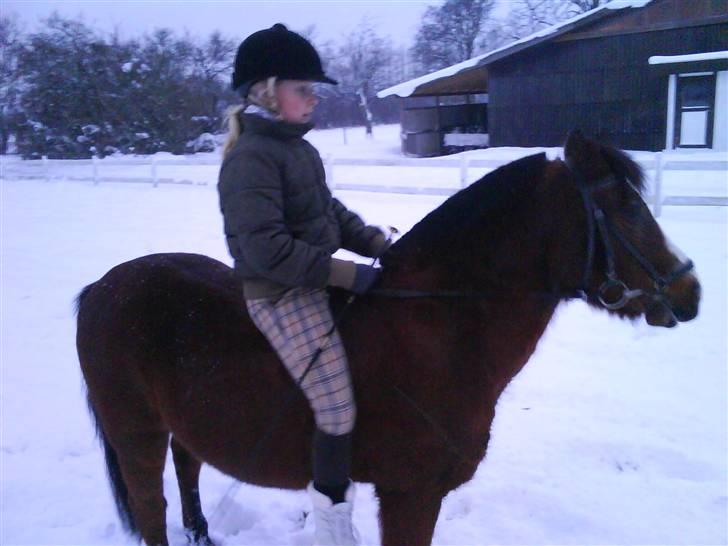 Anden særlig race Bjarke  - Første gang med Bjarke i snen!<3  billede 9