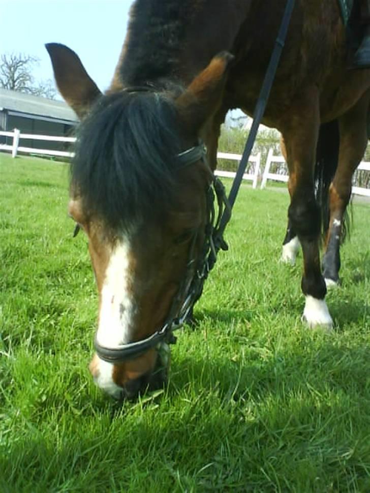 Anden særlig race Bjarke  - super skøn pony<3<3 billede 10