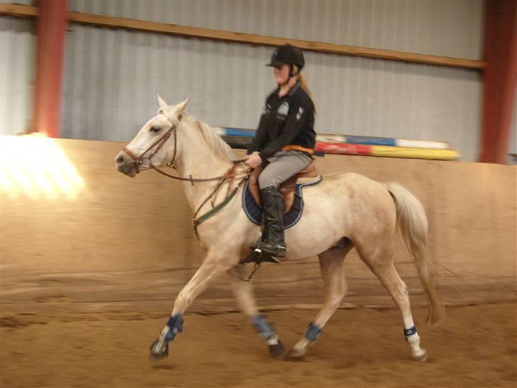 Anden særlig race golden hero SOLGT :'( <3  - anden gang han er med i bryndum <3  billede 19