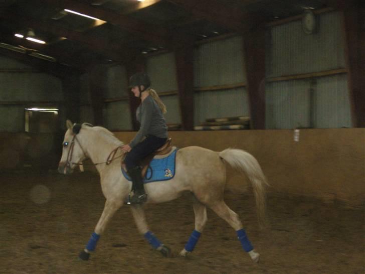 Anden særlig race golden hero SOLGT :'( <3  - <333 første gang han er ude og køre i trailer siden han var baby <3  billede 20