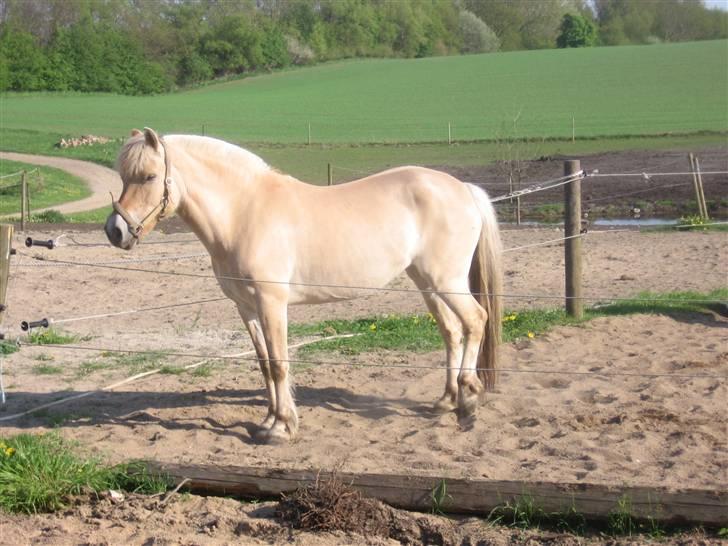 Fjordhest Krogsholt Nicole billede 5