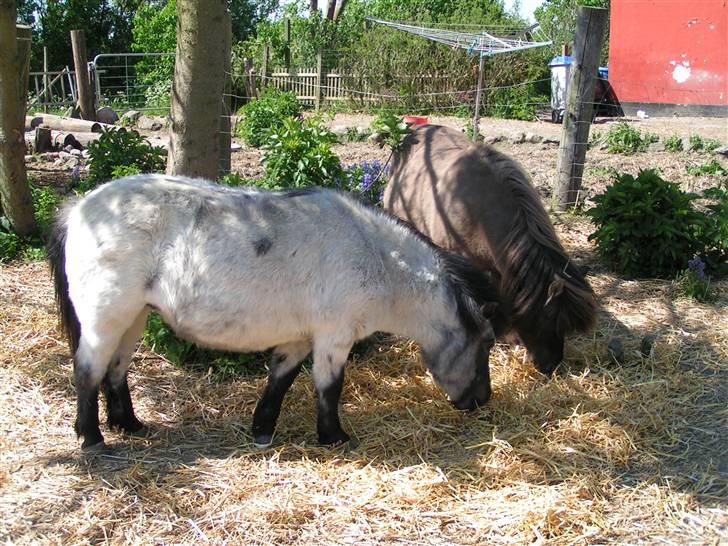 Shetlænder Kellas Penny Rose - UDLÅNT- - Så blev det sommer og Penny blev hvid. billede 10