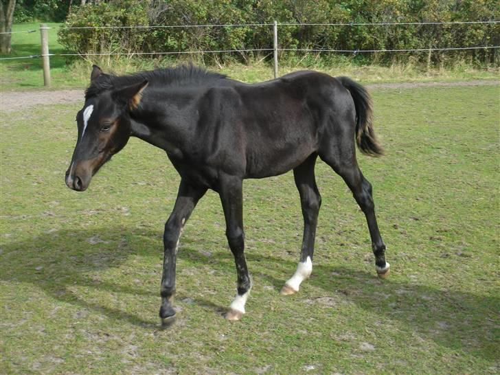 Anglo Araber (AA) Quenzy *R.I.P* - Quenzy på 5 mdr, sept. 2007 billede 3