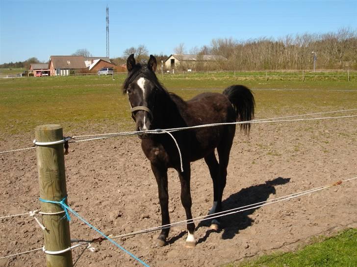 Anglo Araber (AA) Quenzy *R.I.P* - Lidt araberpræg ses jo med den hale! 1-års fødselsdag :) april 2008 billede 5