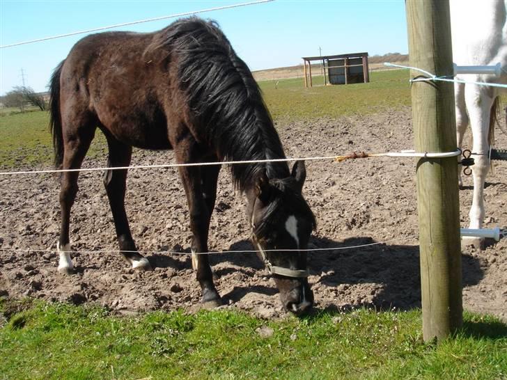 Anglo Araber (AA) Quenzy *R.I.P* - Har stadig vinterpels her i april 2008 billede 6