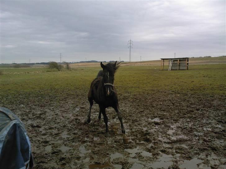 Anglo Araber (AA) Quenzy *R.I.P* - Kommer glidende ind i mudderet, marts 2008 billede 7