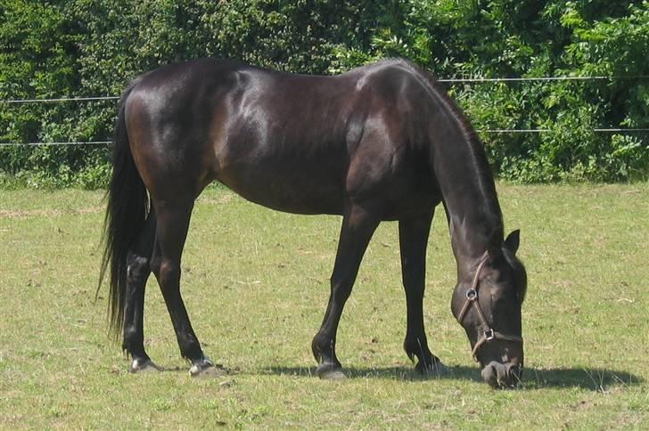 Traver Lizette Lund †090608† - På folden billede 14