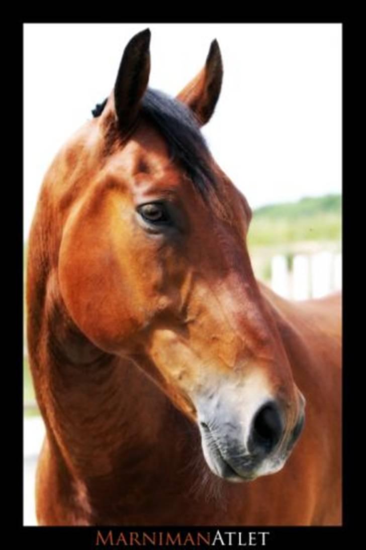 Oldenborg Hedemarkens Atlet. R.I.P  billede 1