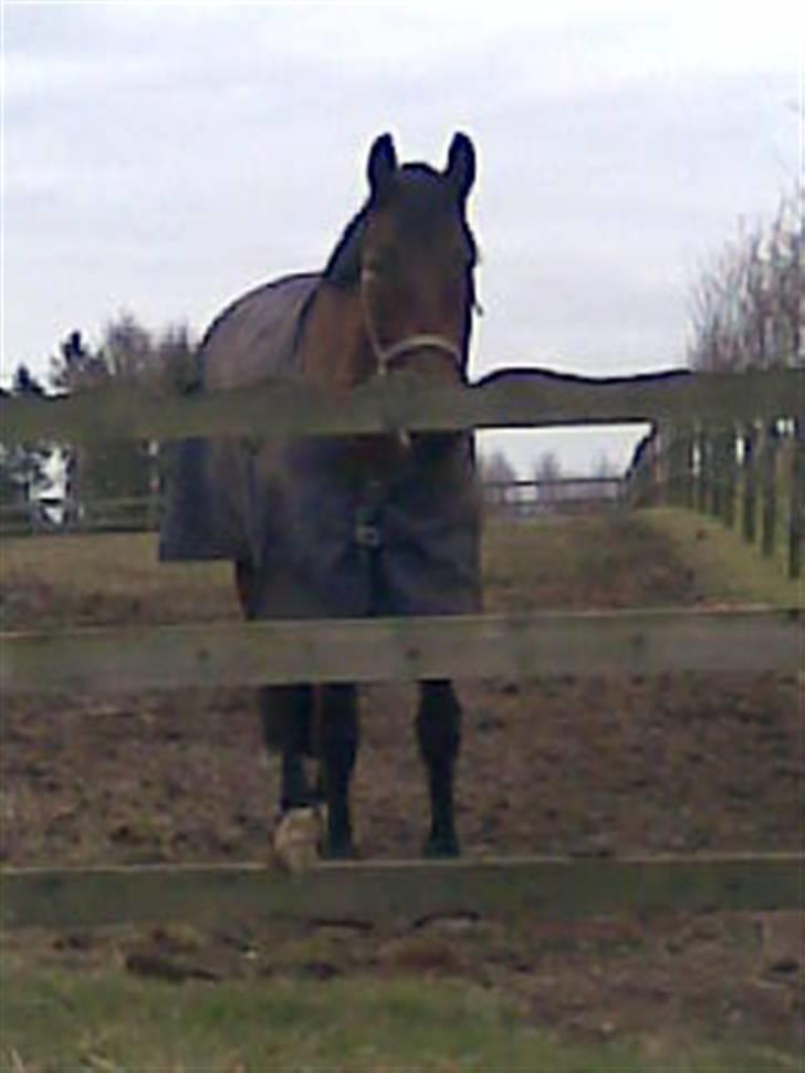 Oldenborg Hedemarkens Atlet. R.I.P  billede 2