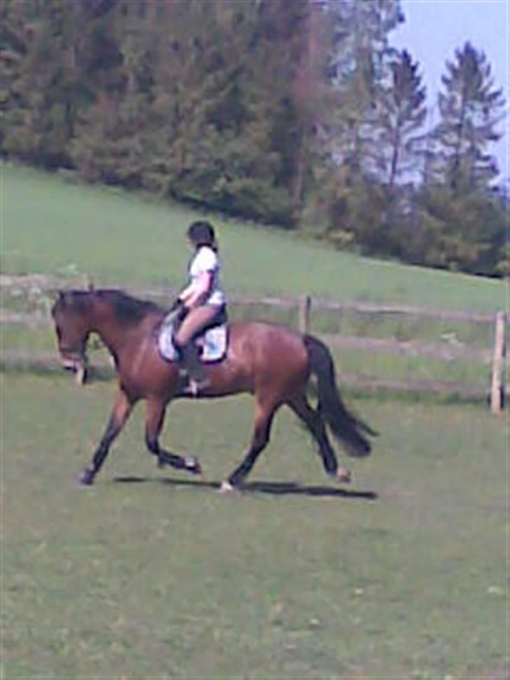 Oldenborg Hedemarkens Atlet. R.I.P  billede 3