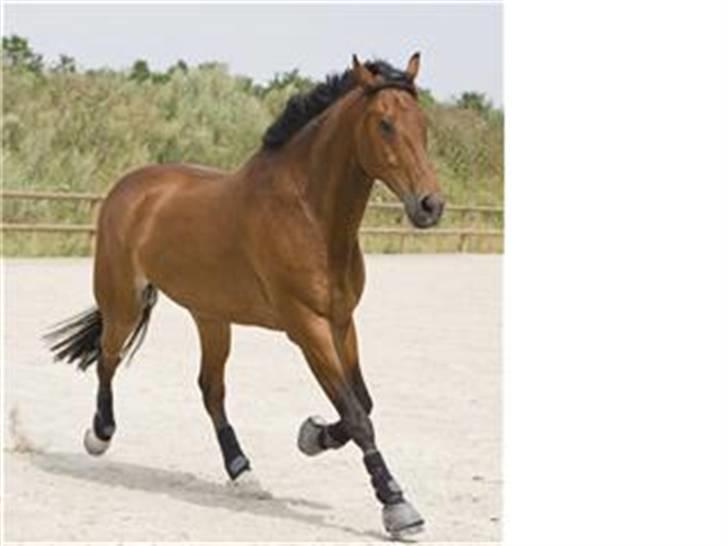 Oldenborg Hedemarkens Atlet. R.I.P  billede 4