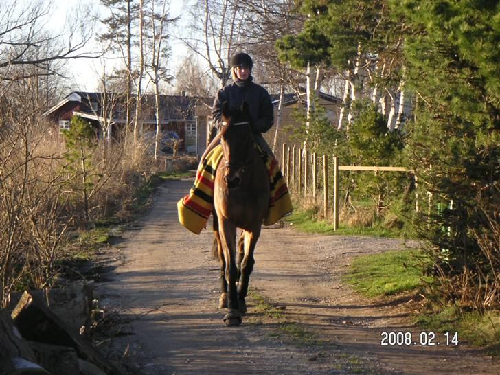 Oldenborg Hedemarkens Atlet. R.I.P  billede 6