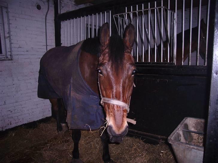 Oldenborg Hedemarkens Atlet. R.I.P  billede 7