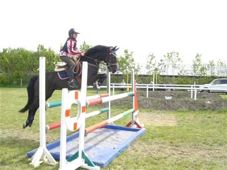 New Forest Lillie-Lund's Vicki Bell - Super springer billede 1