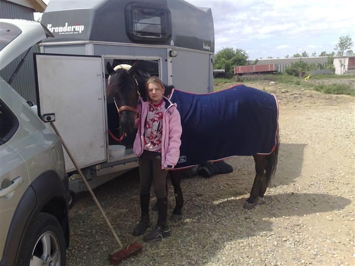 New Forest Lillie-Lund's Vicki Bell - Trailer hygge billede 4