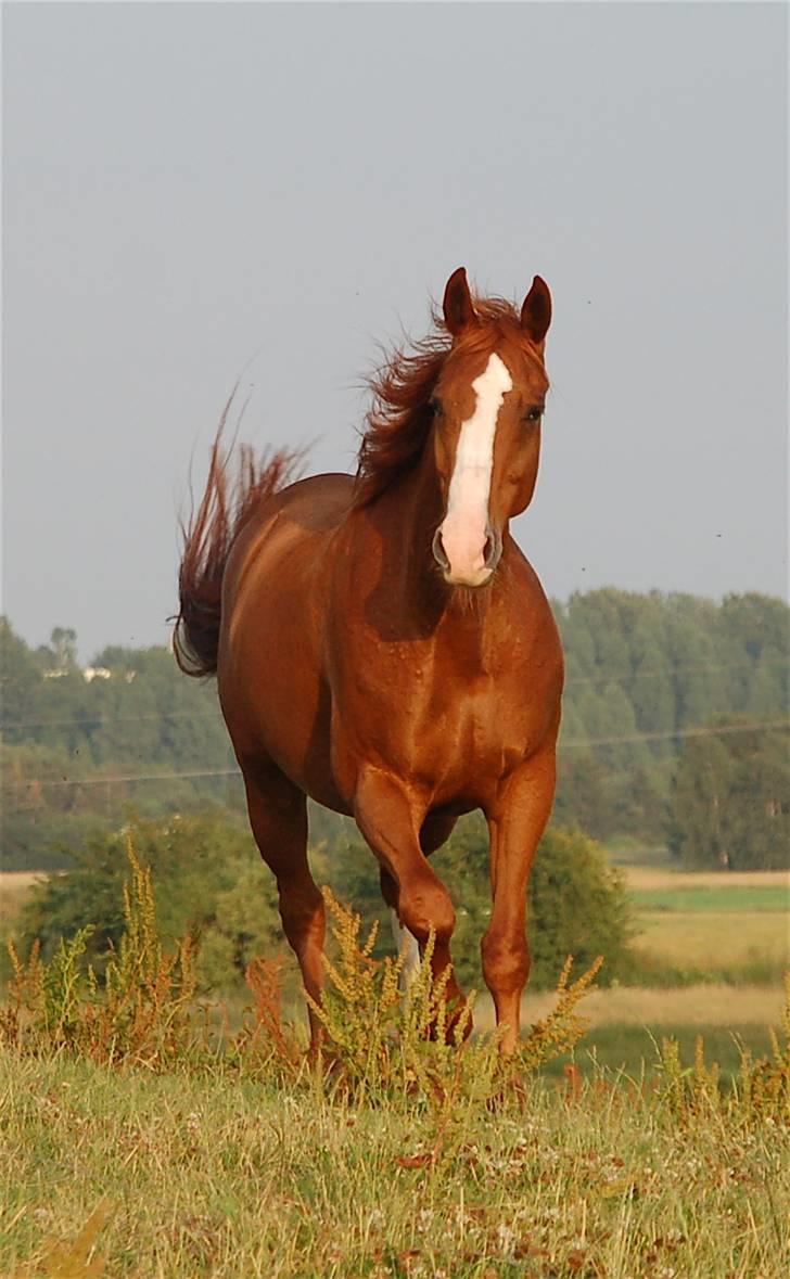 Fuldblod (XX) Angelique - R.I.P. Angel billede 1