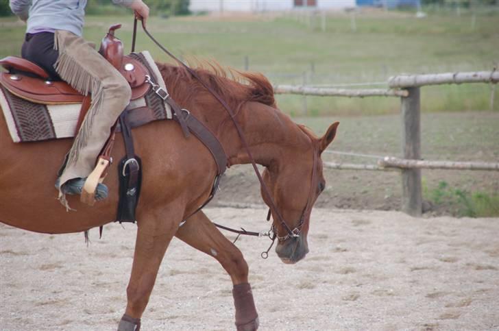 Fuldblod (XX) Angelique - R.I.P. Angel billede 4