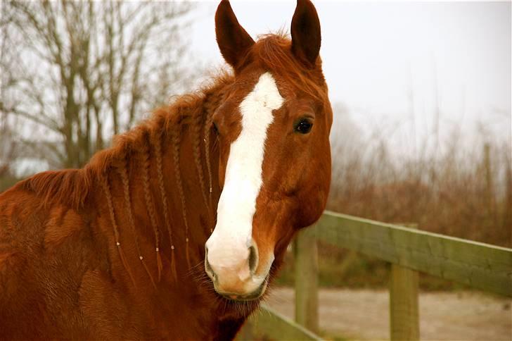 Fuldblod (XX) Angelique - R.I.P. Angel billede 6