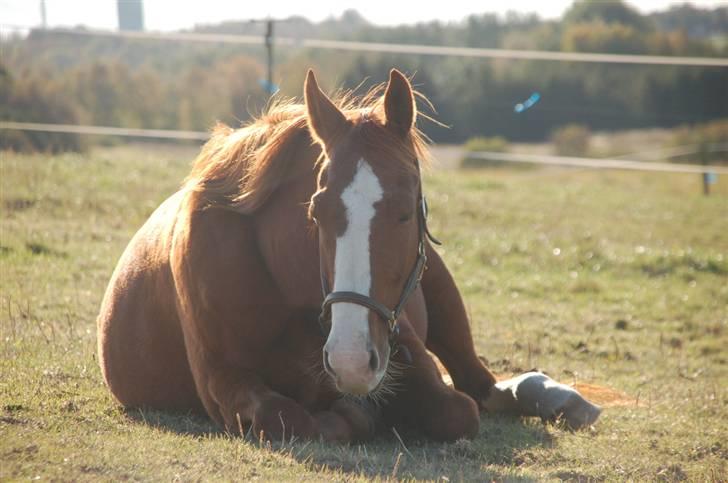 Fuldblod (XX) Angelique - R.I.P. Angel billede 8